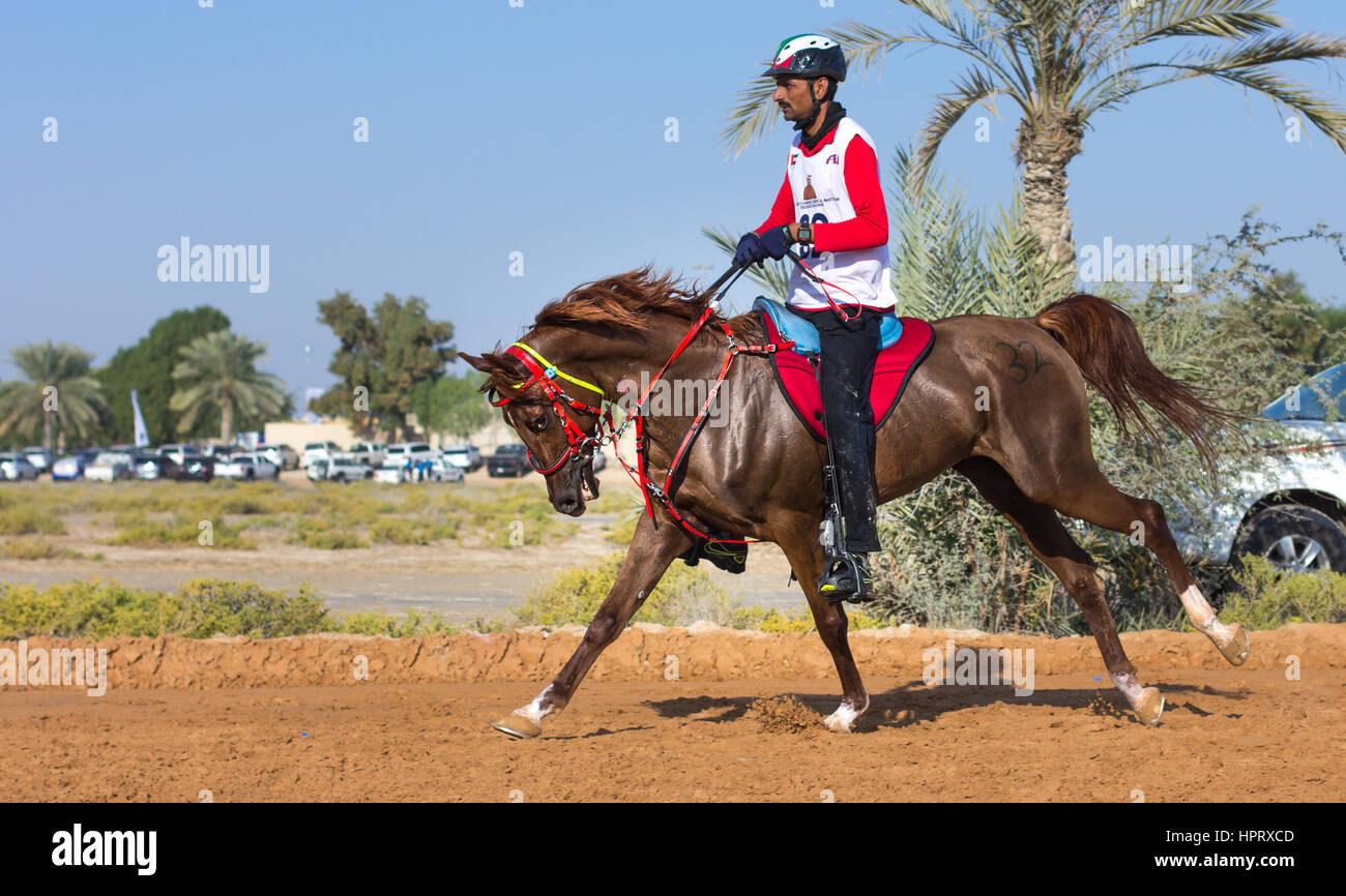 Dubai, UAE - Dec 19, 2014: Rider and his horse participating in a desert endurance  race Stock Photo - Alamy