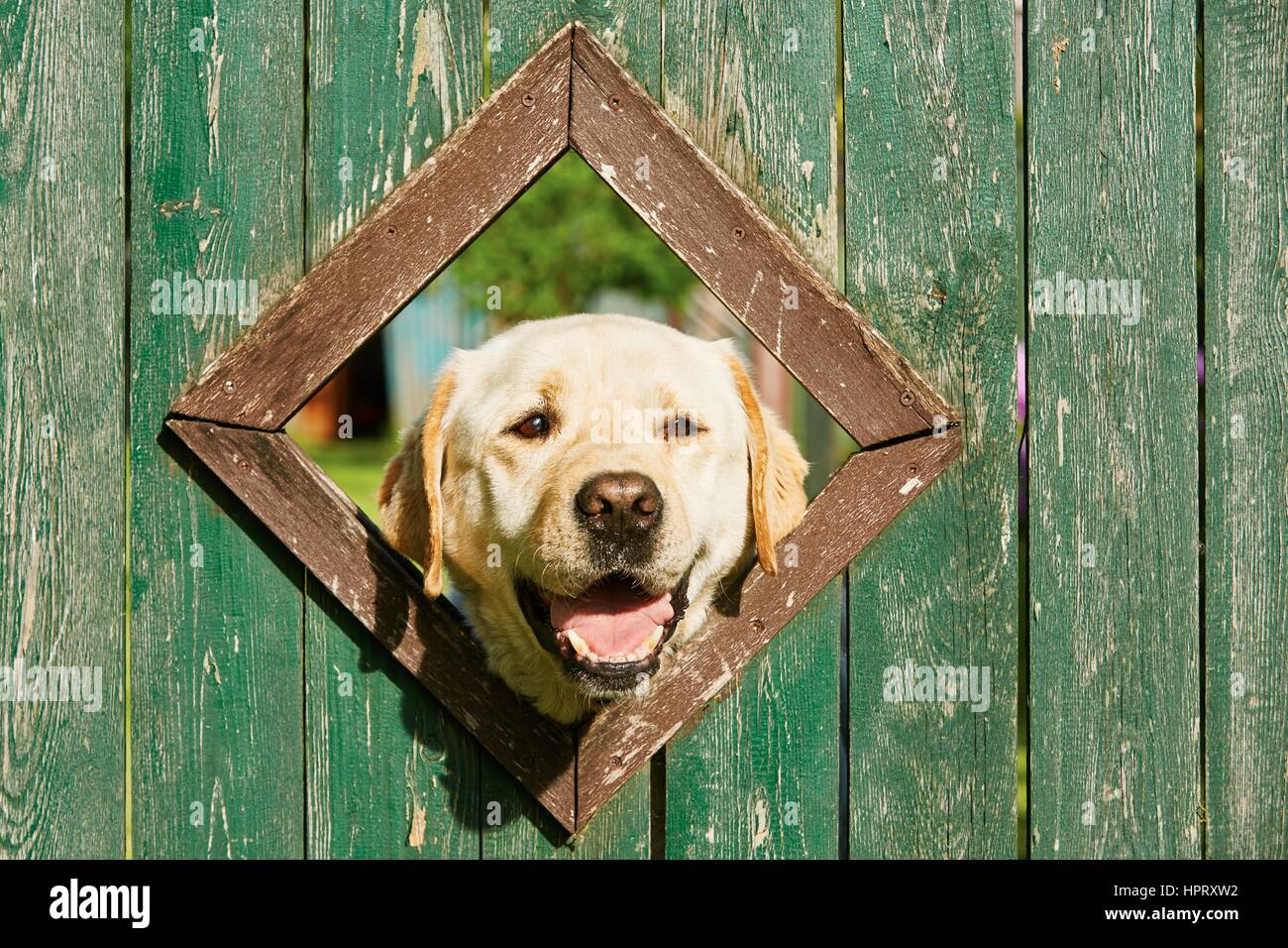 What Does Wood Dog Mean