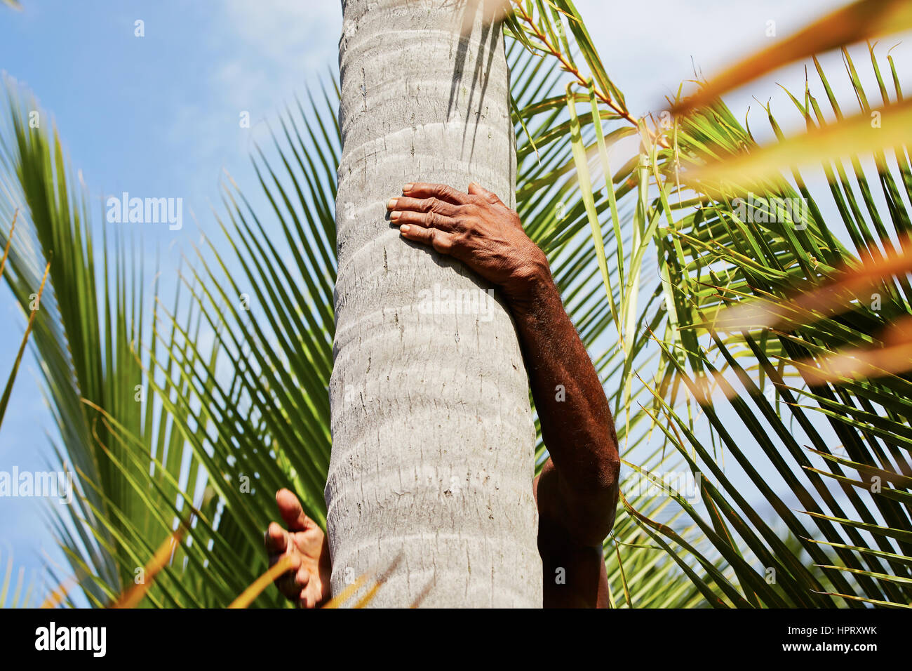 Man is climbing up to palm tree for harvest coconut. Stock Photo