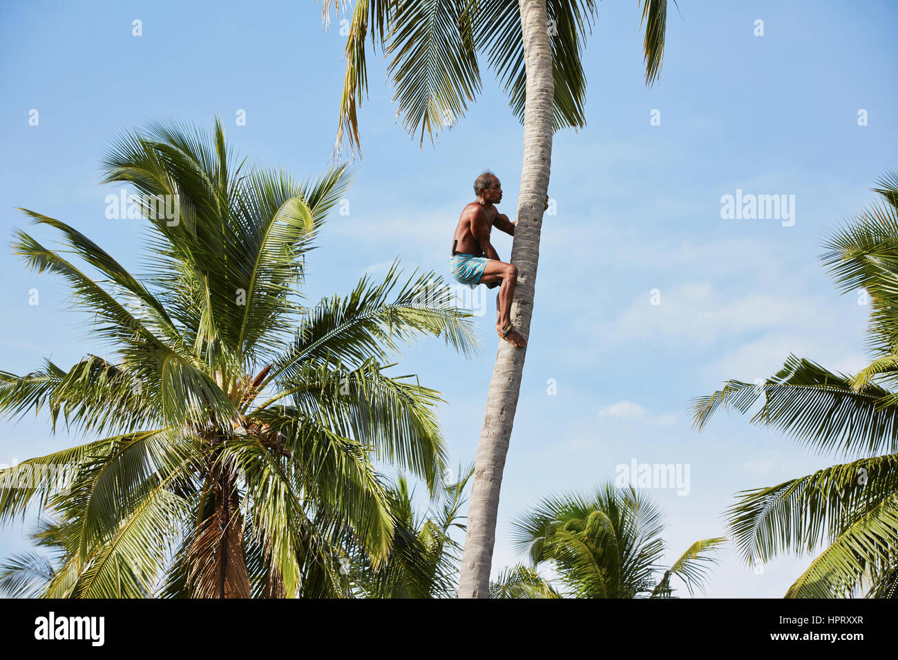 Man is climbing up to palm tree for harvest coconut Stock Photo - Alamy