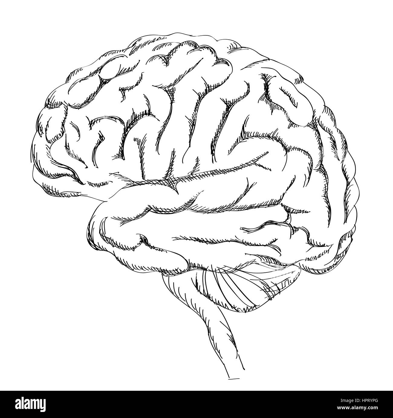 Brain anatomy. Human brain lateral view. Sketch illustration isolated on white background. Stock Vector