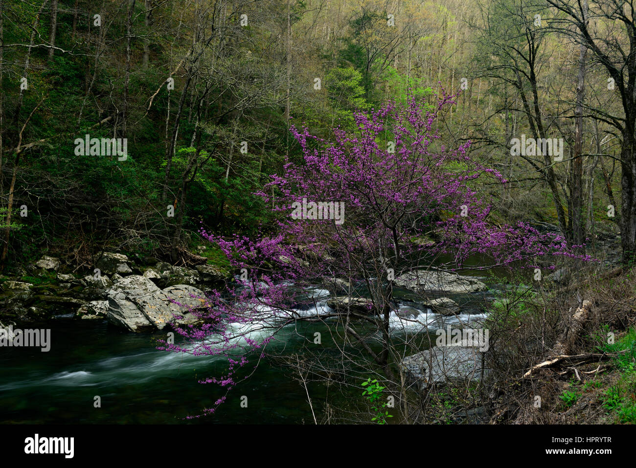 cercis canadensis, redbud tree, pink, flower, flowers, flowering, bloom, Middle Prong of the Little River, Tremont, Great Smoky Mountains National Par Stock Photo