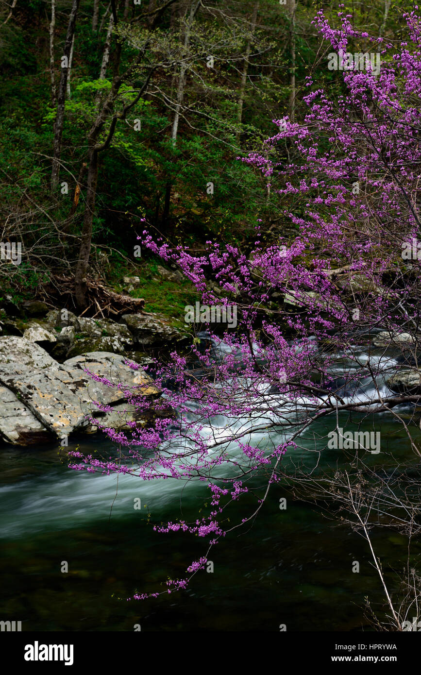 cercis canadensis, redbud tree, pink, flower, flowers, flowering, bloom, Middle Prong of the Little River, Tremont, Great Smoky Mountains National Par Stock Photo