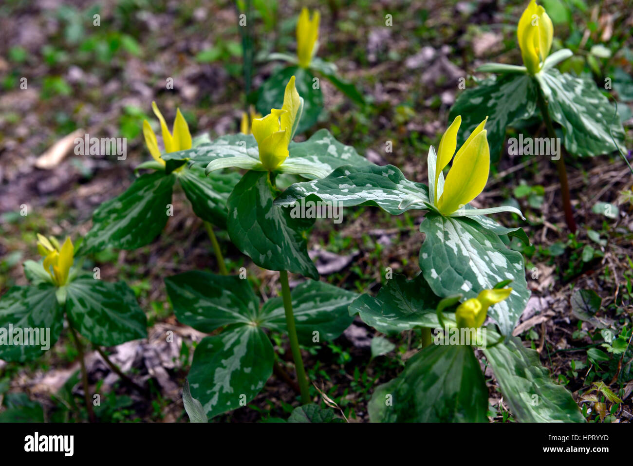 Trillium luteum, yellow, trillium, wake robin, flowers, flowering, spring, Roaring Fork Motor Nature Trail, wood, woods, woodland, forest, forests, Gr Stock Photo