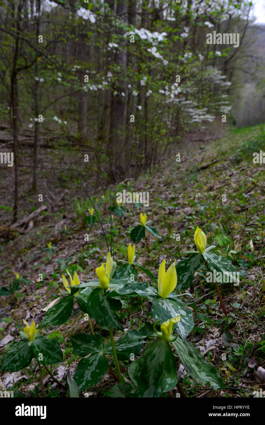 Trillium luteum, yellow, trillium, wake robin, flowers, flowering, spring, Roaring Fork Motor Nature Trail, wood, woods, woodland, forest, forests, Gr Stock Photo