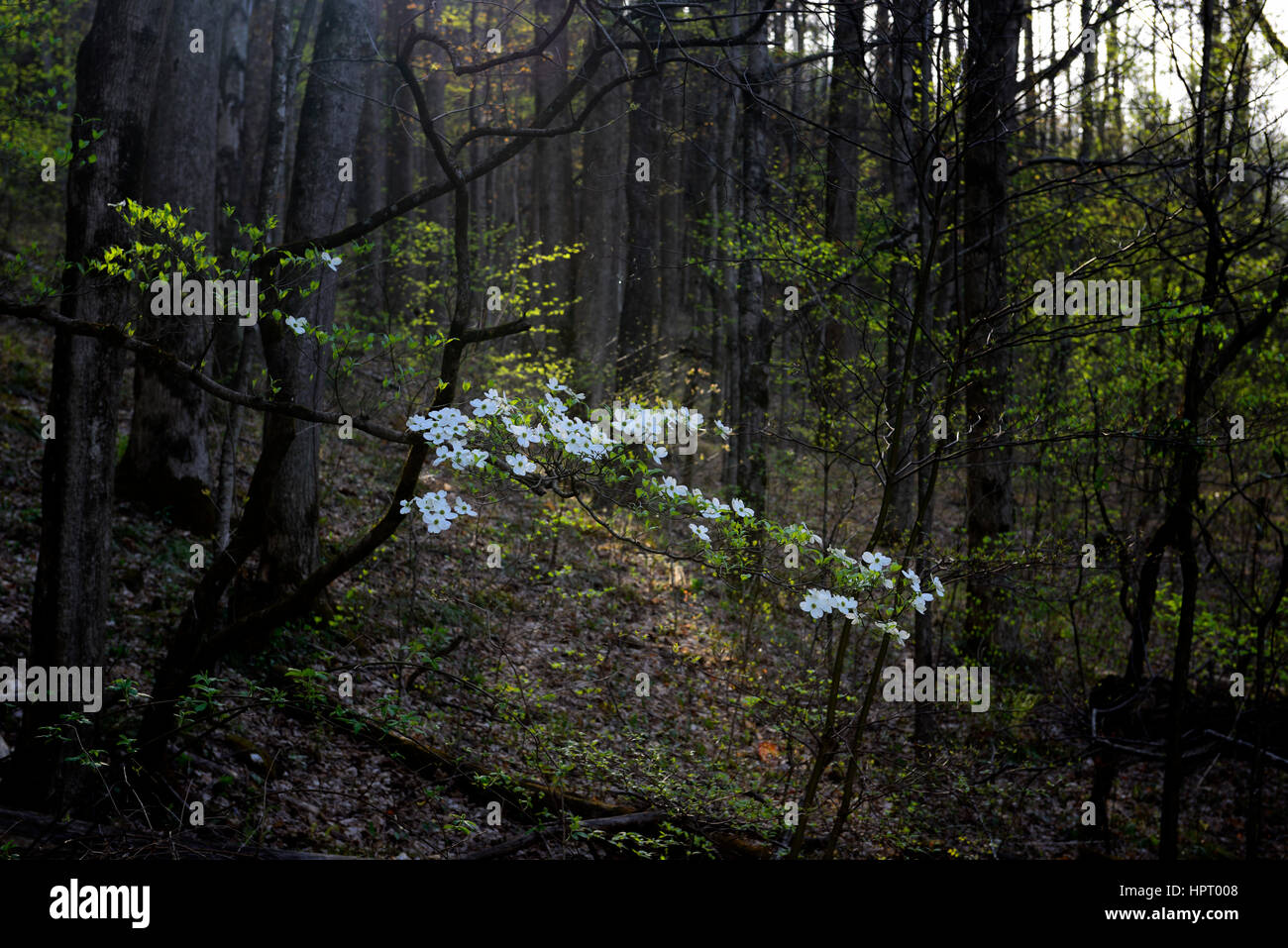 Cornus florida, flowering Dogwood,white, flower, flowers, spring, flowering, bloom, Middle Prong of the Little River, Tremont, Great Smoky Mountains Stock Photo