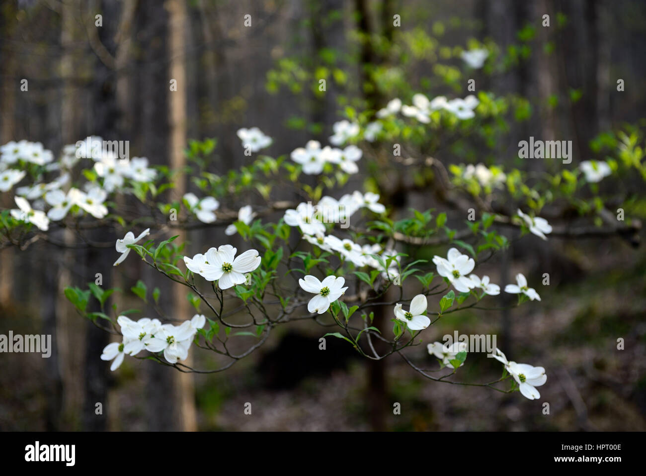 Cornus florida, flowering Dogwood,white, flower, flowers, spring, flowering, bloom, Middle Prong of the Little River, Tremont, Great Smoky Mountains N Stock Photo