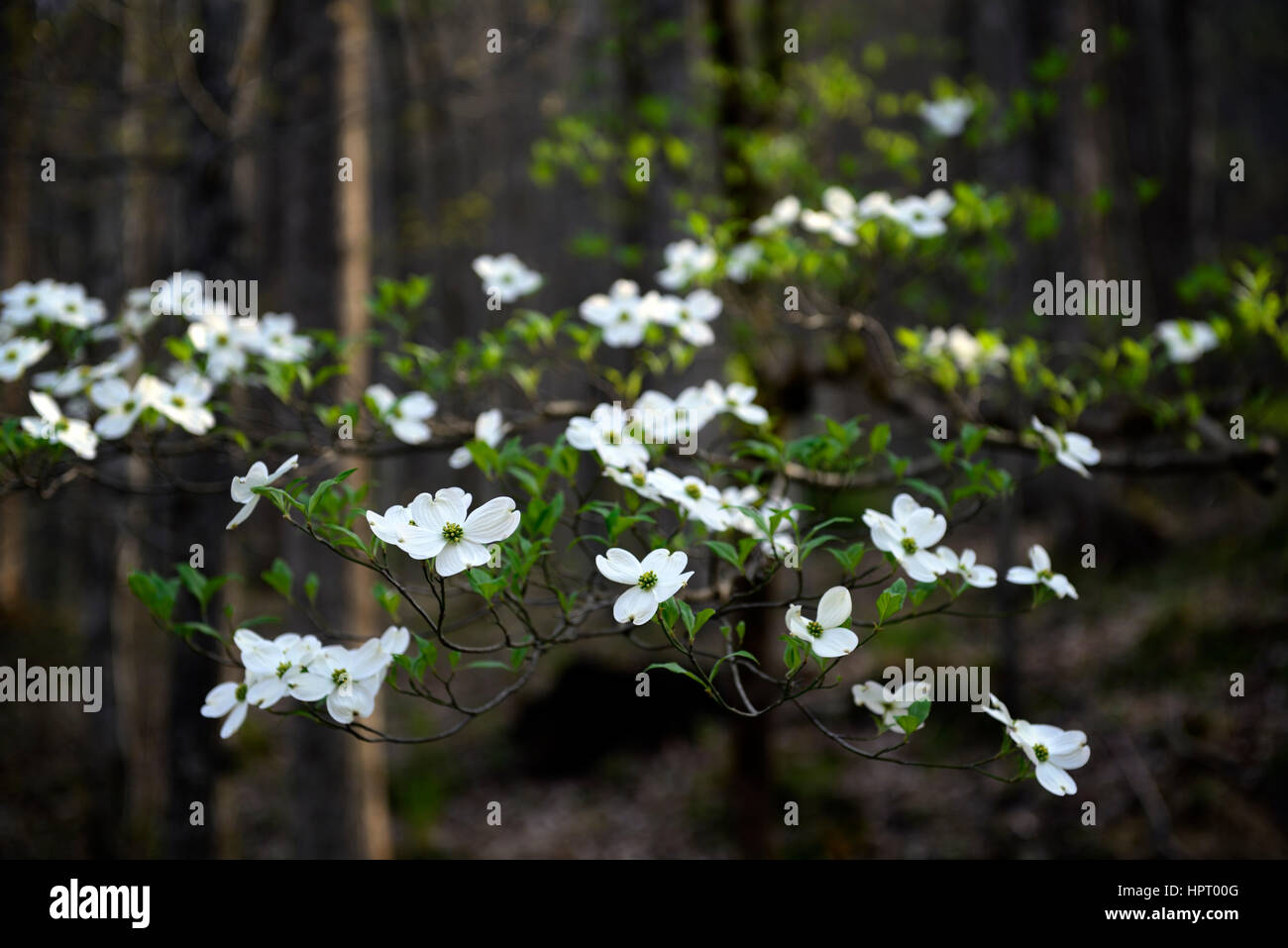 Cornus florida, flowering Dogwood,white, flower, flowers, spring, flowering, bloom, Middle Prong of the Little River, Tremont, Great Smoky Mountains N Stock Photo