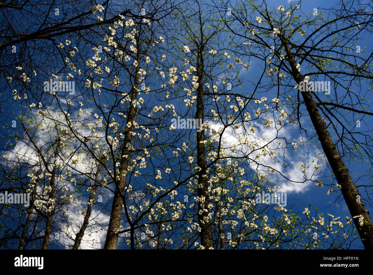 Cornus florida, flowering Dogwood,white, flower, flowers, blue sky, skies,  spring, flowering, bloom, Middle Prong of the Little River, Tremont, Great Stock Photo