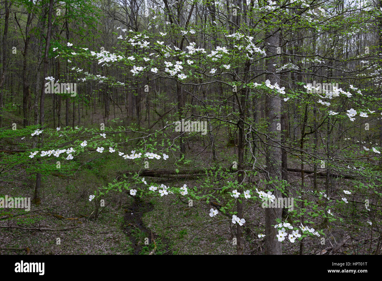 Cornus florida, flowering Dogwood,white, flower, flowers, spring, flowering, bloom, wood, woods, woodland, woodlands, forest, forests, Great Smoky Mou Stock Photo