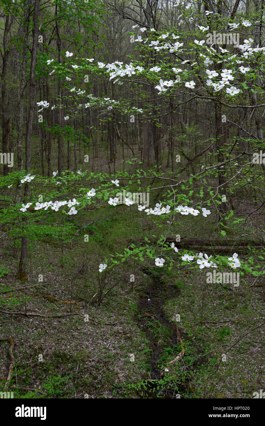 Cornus florida, flowering Dogwood,white, flower, flowers, spring, flowering, bloom, wood, woods, woodland, woodlands, forest, forests, Great Smoky Mou Stock Photo