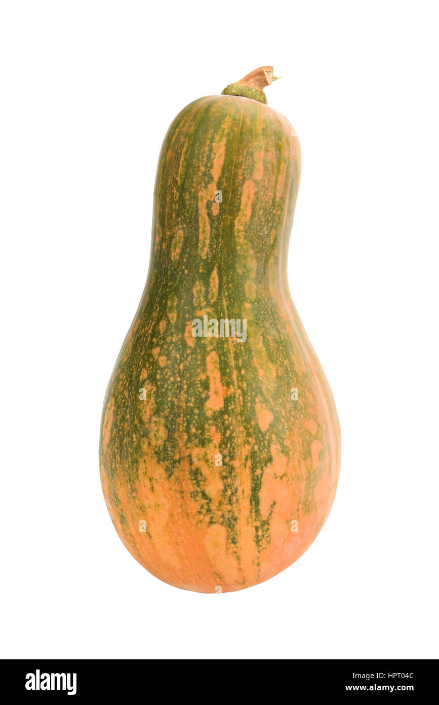 pumpkin isolated on white background Stock Photo - Alamy