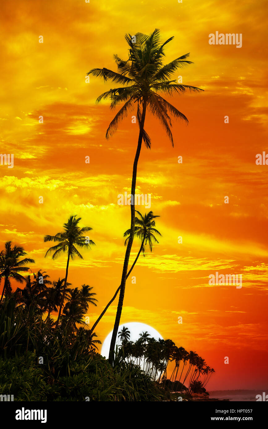 Palm trees silhouetted on sunset background Stock Photo - Alamy