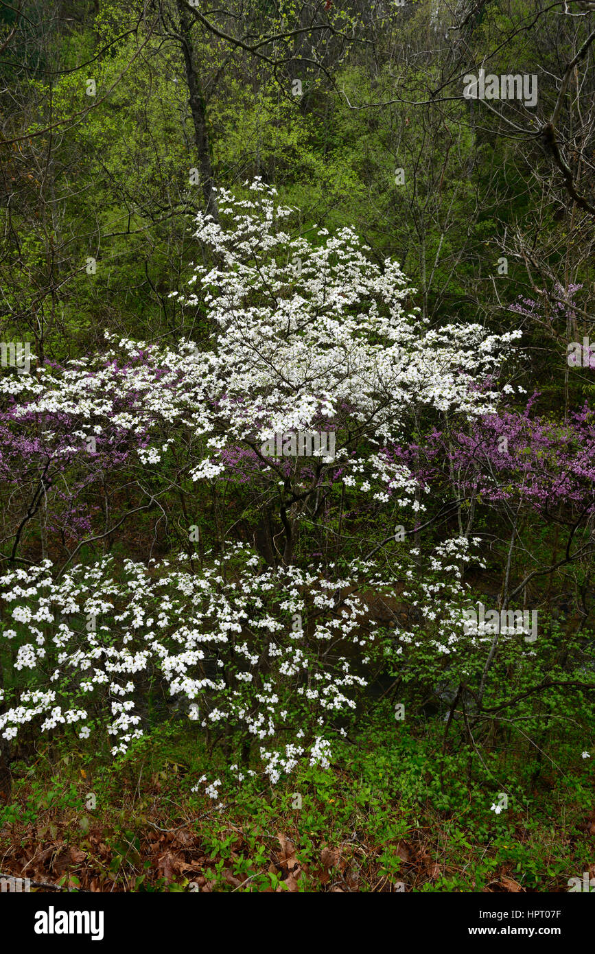 Cornus florida, flowering Dogwood,cercis canadensis, redbud, pink, white, flower, flowers, blue sky, skies,  spring, flowering, bloom, Middle Prong of Stock Photo