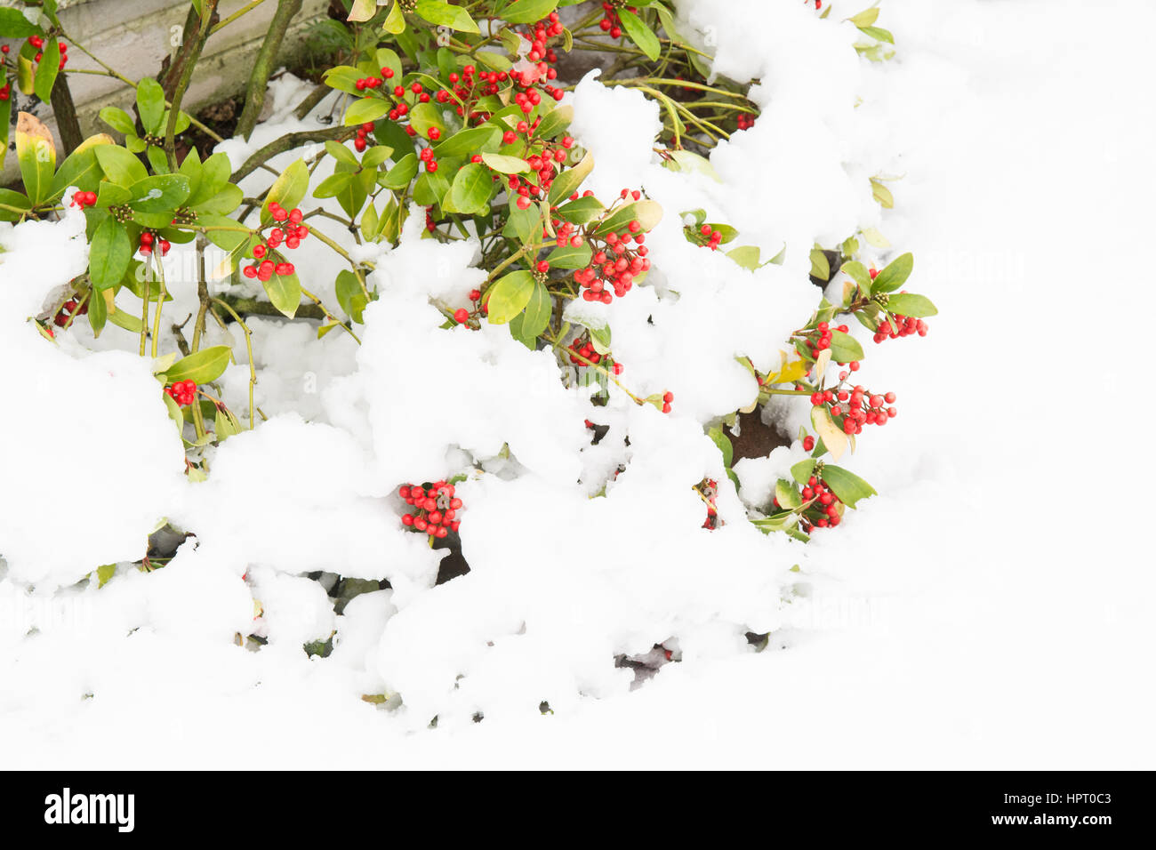 garden shrub Skimmia Japonica covered and flattened by deep snow Stock Photo
