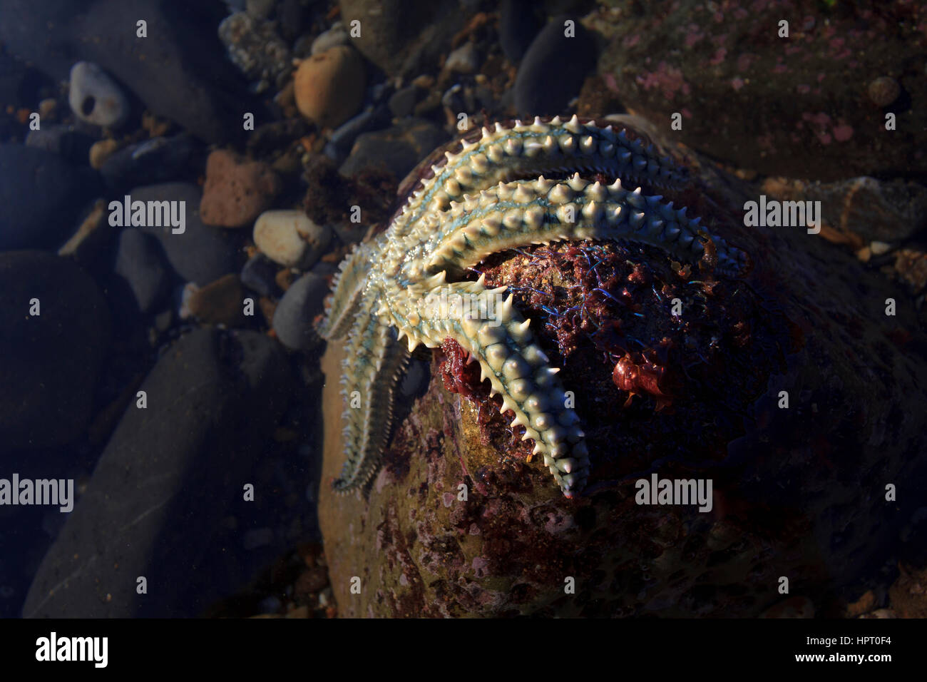 10.5 wide nike shoes