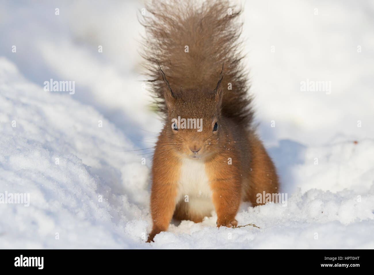 Red Squirrel (Sciurus vulgaris) in the snow, Scottish Highlands, UK Stock Photo