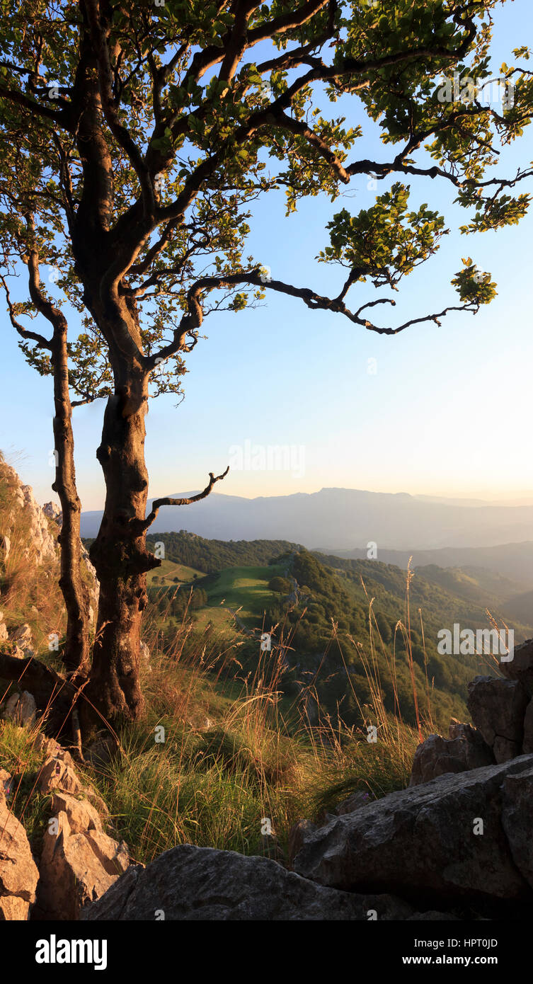 vertical sunset landscape with tree Stock Photo - Alamy