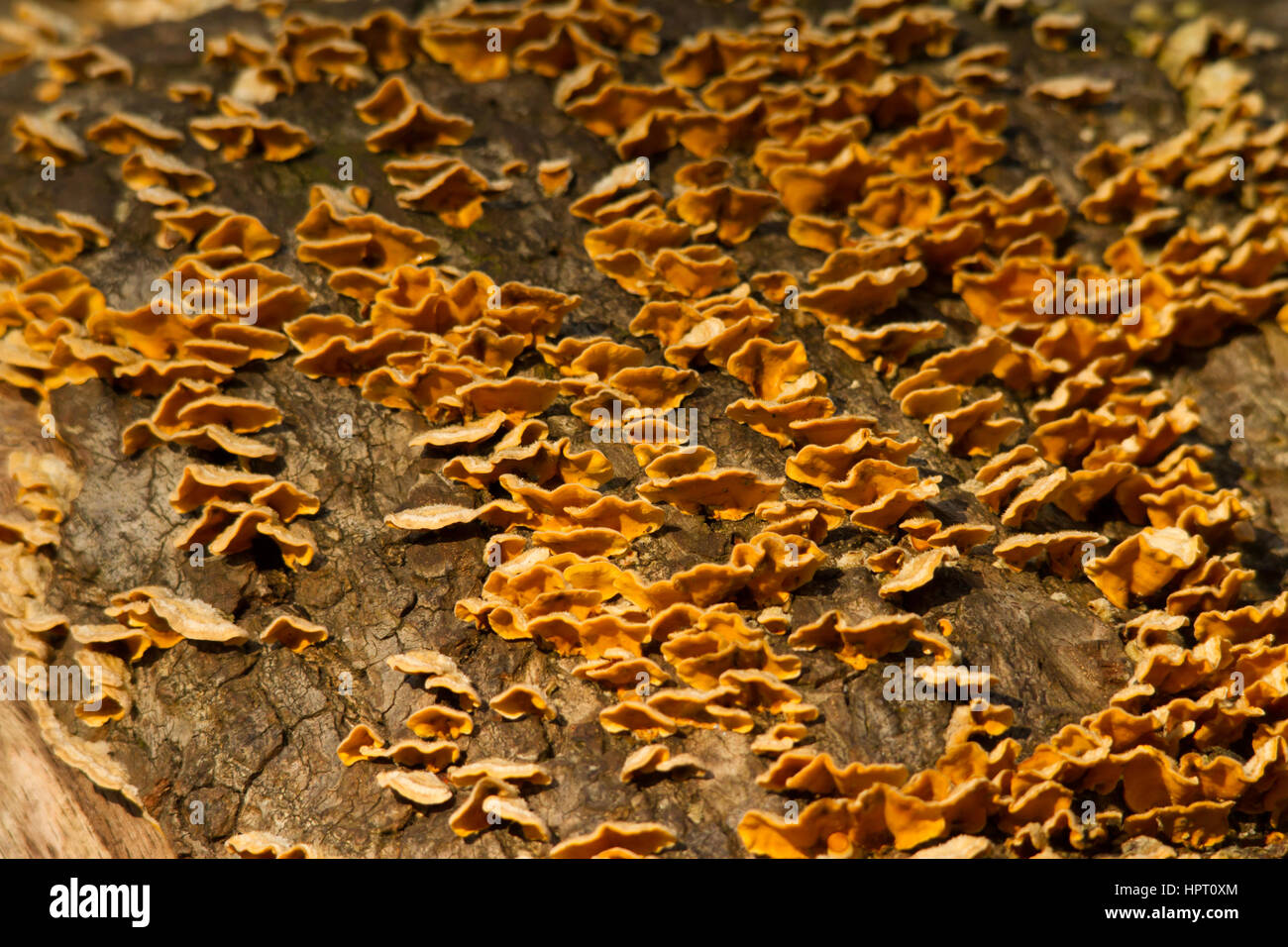 Fungus growing on a log Stock Photo