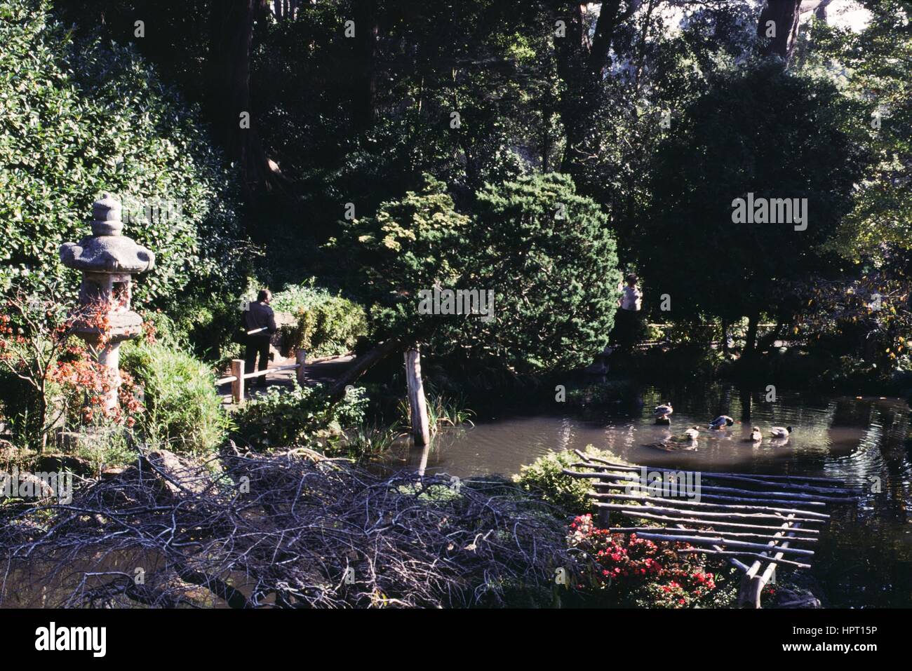 Visitors stroll along paths in the Hagiwara Japanese Tea Garden in Golden Gate Park, San Francisco, California, with a Chinese lantern and duck pond visible, 1943. Stock Photo