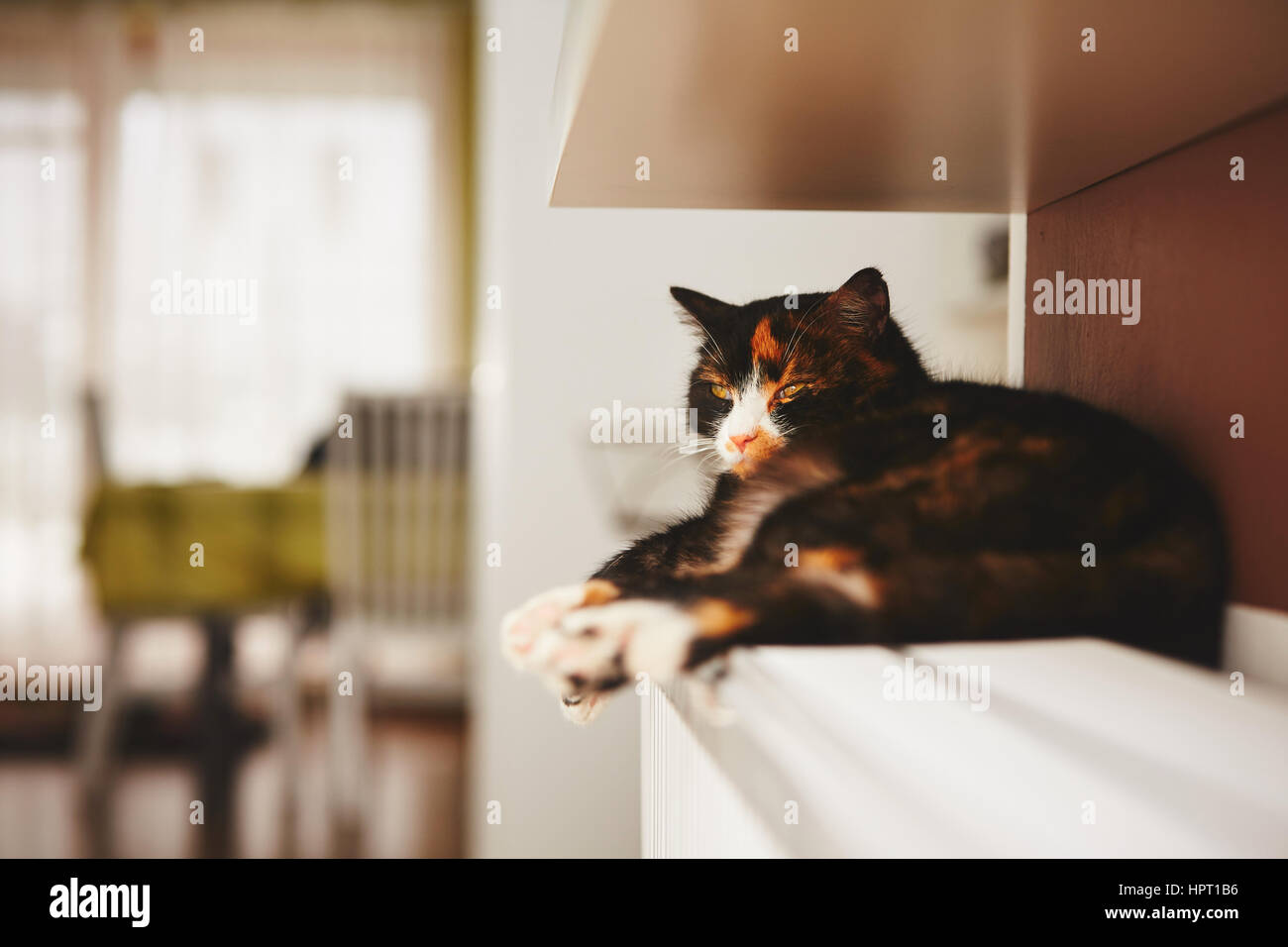 Cat is relaxing on the warm radiator Stock Photo