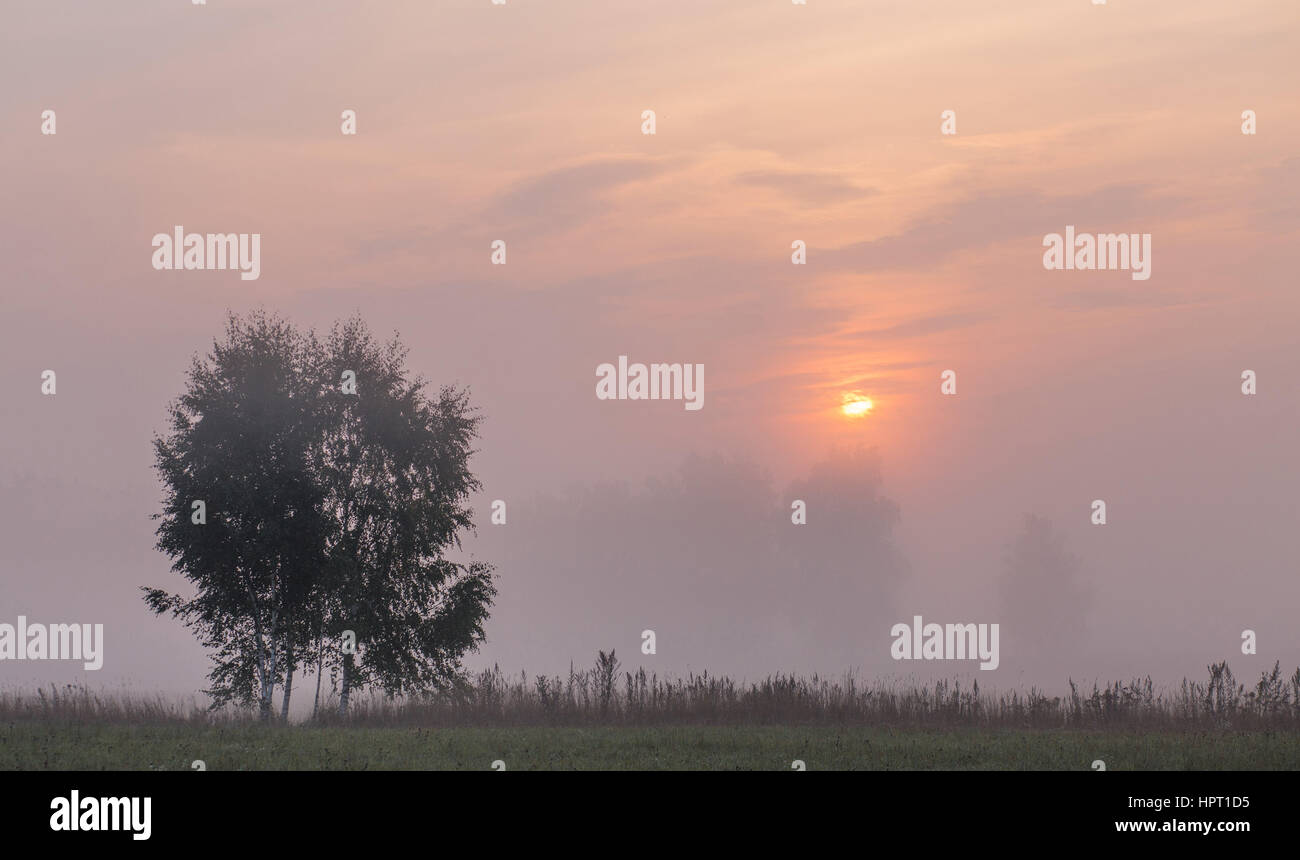 Spring foggy sunrise sun is shining through mist Stock Photo