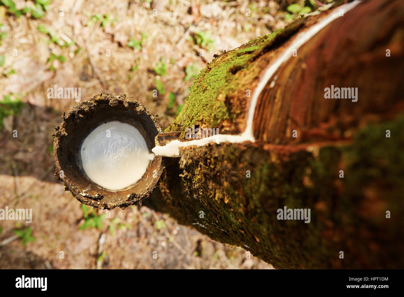 Tapping sap from the rubber tree in Sri Lanka Stock Photo
