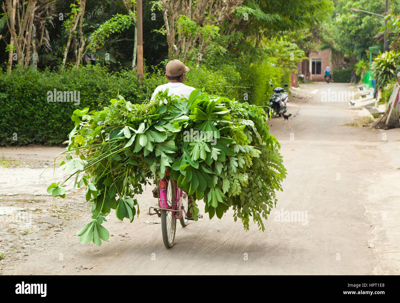 Man transporting his crop on a bicycle, Indonesia Stock Photo