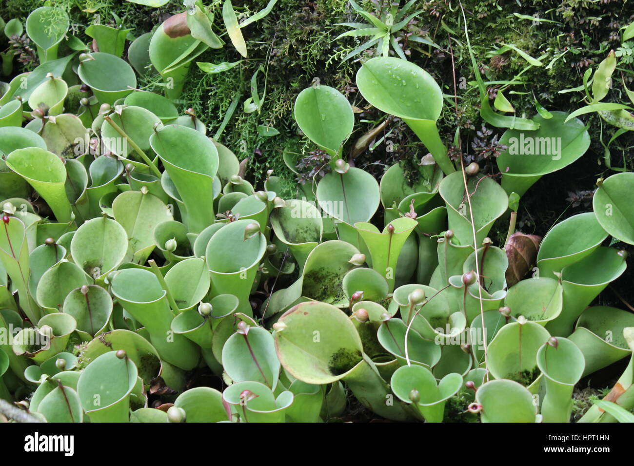 Pitcher plants rainforest hi-res stock photography and images - Alamy