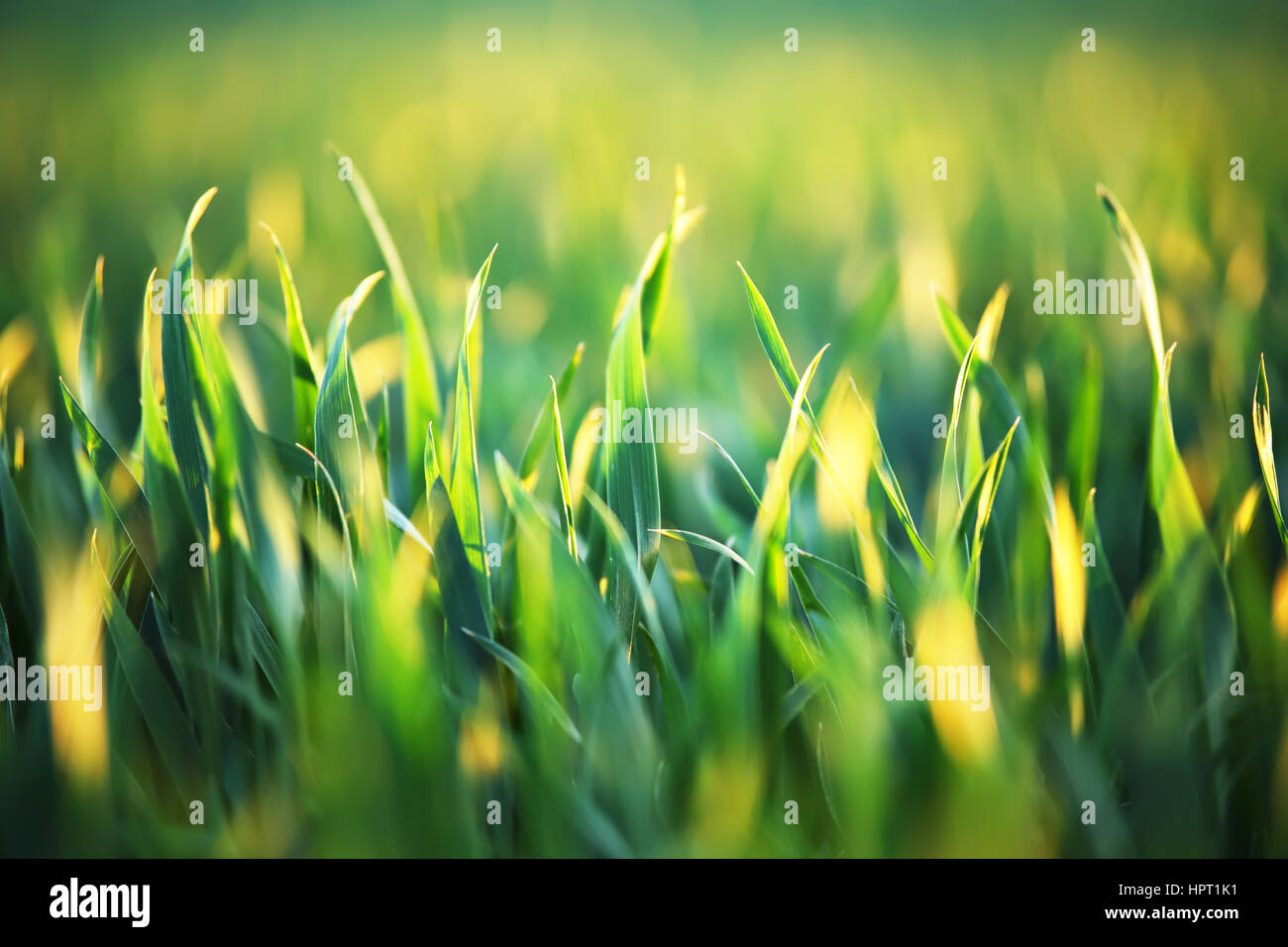 Close up green grass field hi-res stock photography and images - Alamy