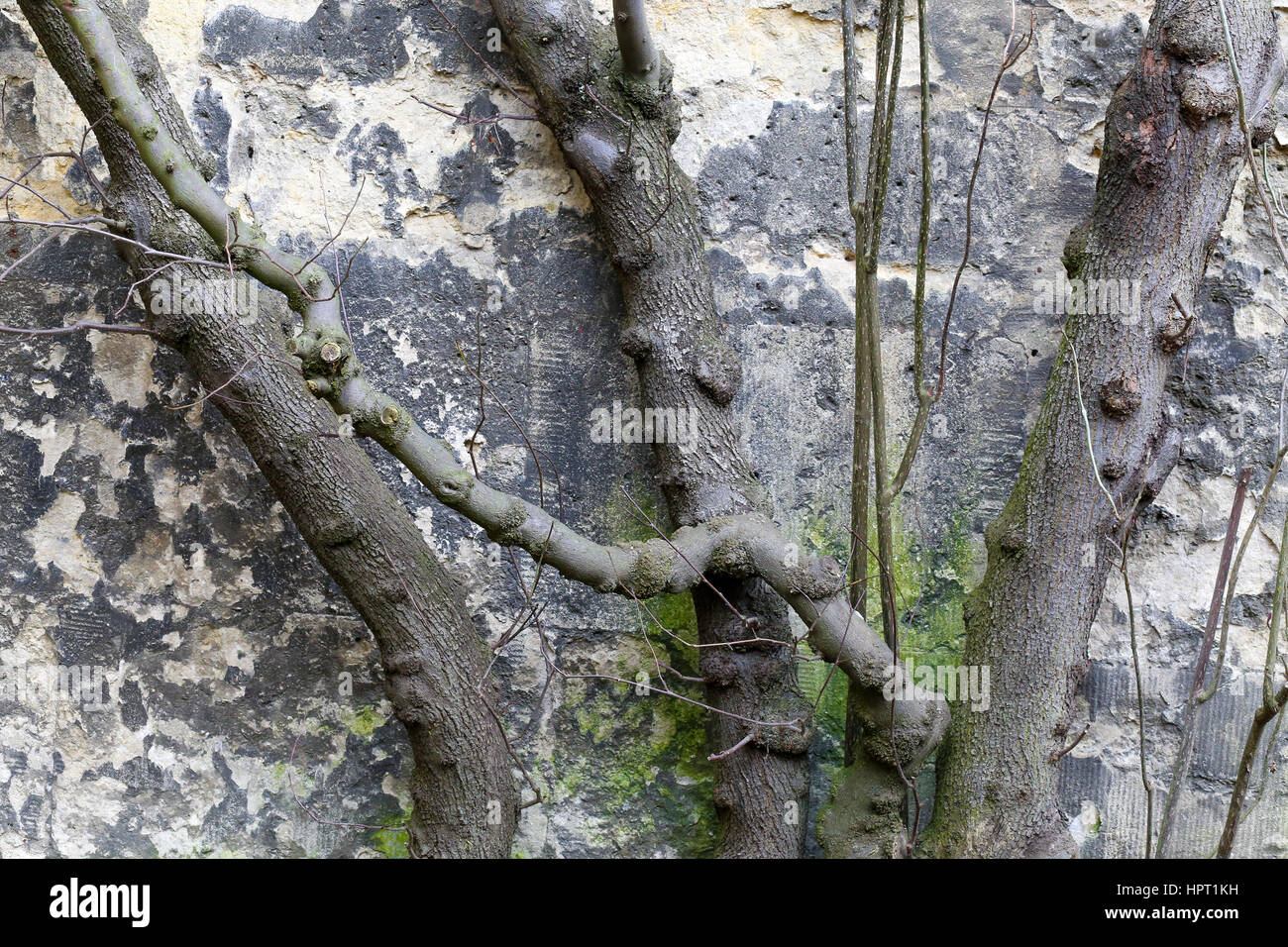 Pruned tree brunches against stone wall in winter background Stock Photo