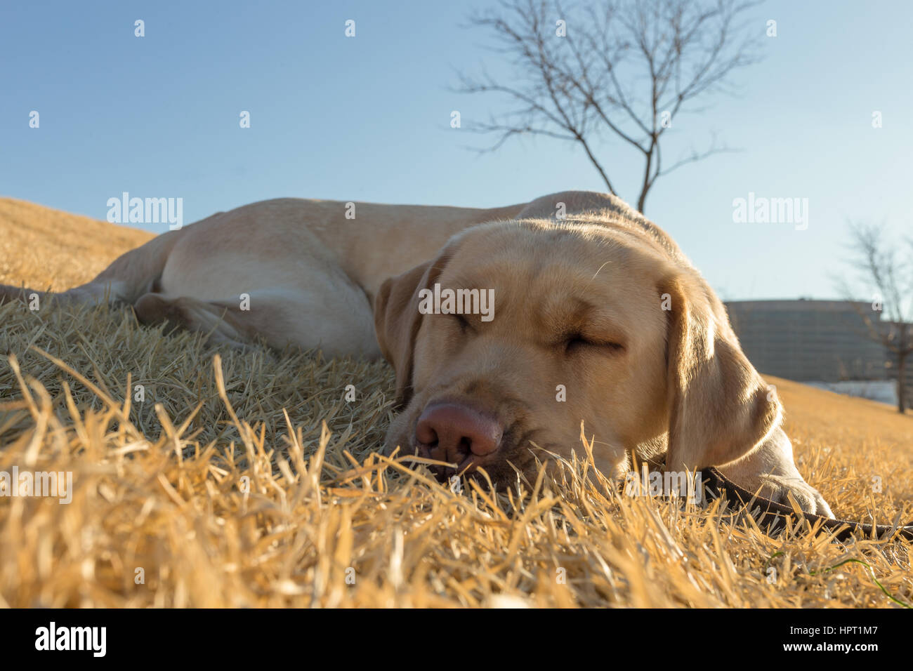A young, cute yellow lab takes a nap in the grass on a sunny, warm early spring  day Stock Photo