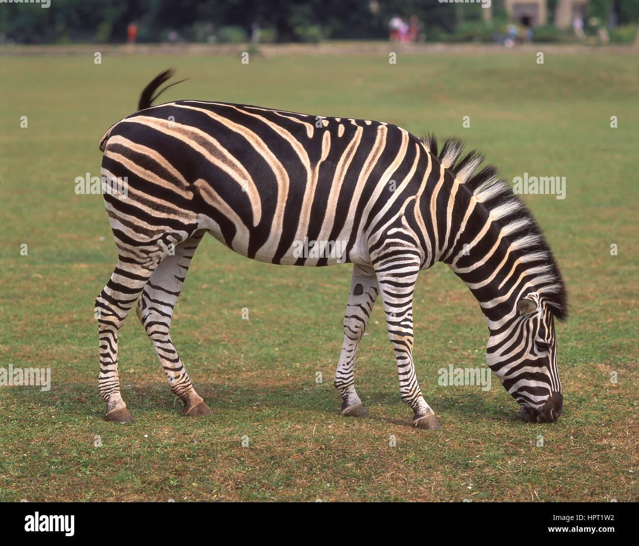 Zebra at Longleat Safari and Adventure Park, Longleat House, Horningsham, Wiltshire, England, United Kingdom Stock Photo