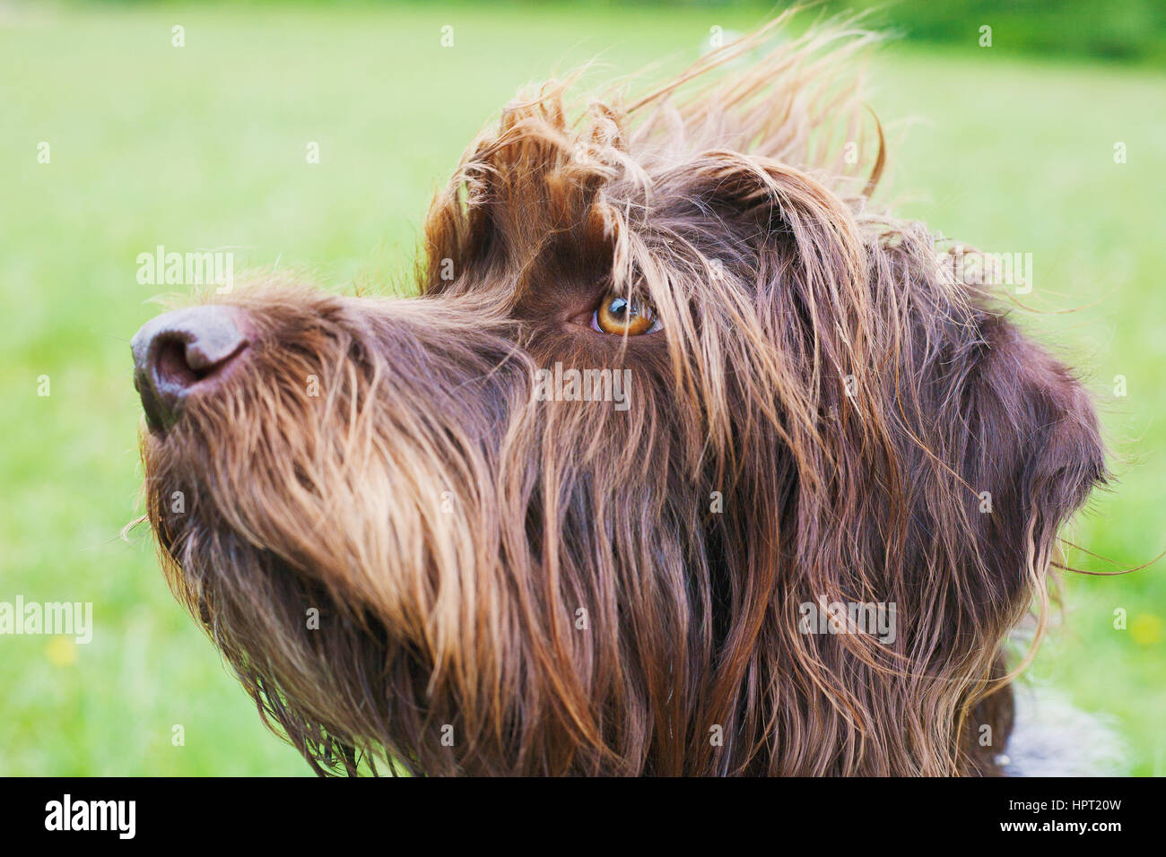 Portrait of Wirehaired Pointing Griffon dog Stock Photo Alamy