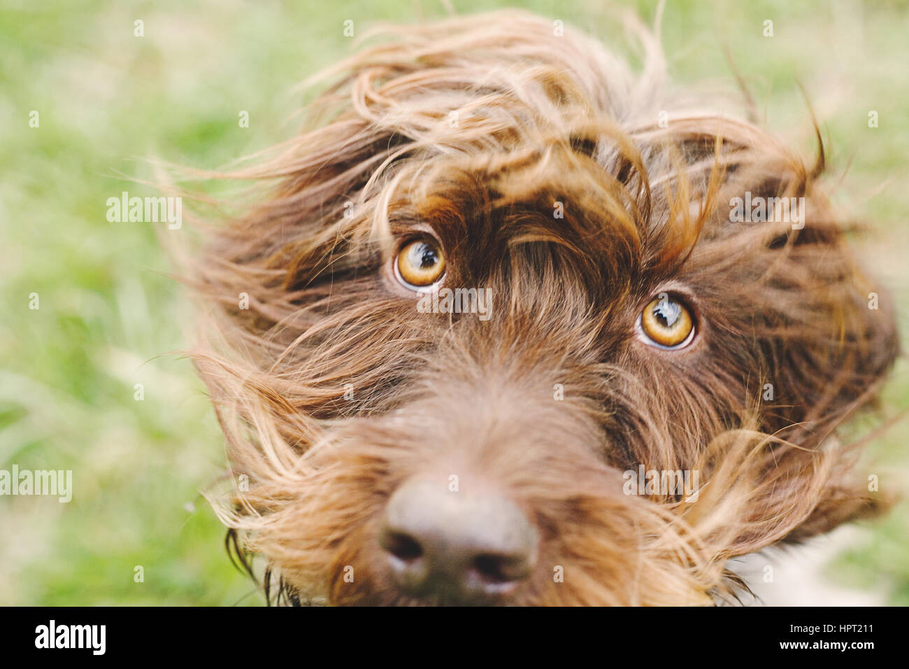 Wire-haired bassotto - in piedi con peluche Foto stock - Alamy