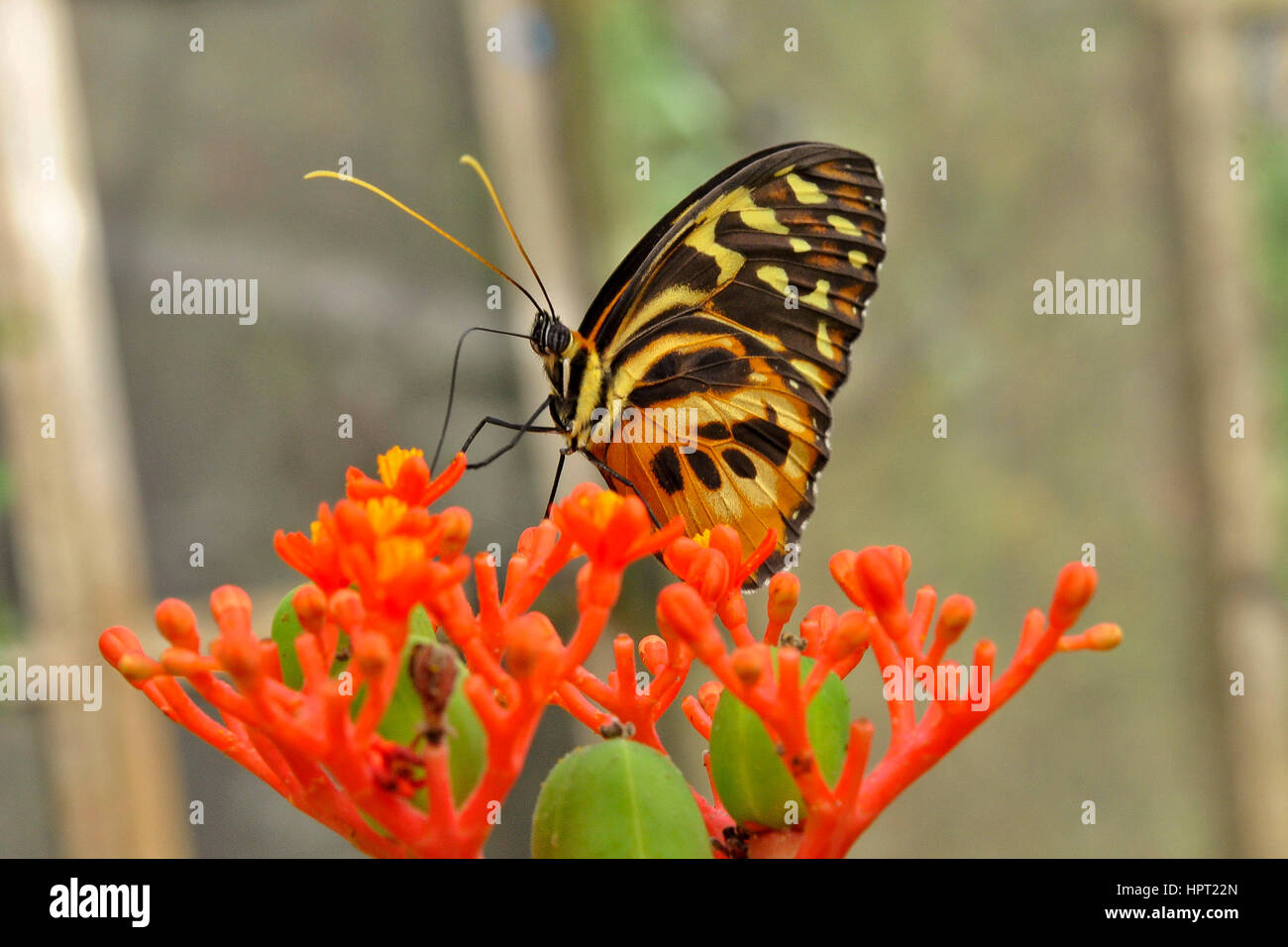 Mechanitis polymnia or the orange-spotted tiger clearwing.  Butterfly of the province of Napo.  Ecuador Stock Photo