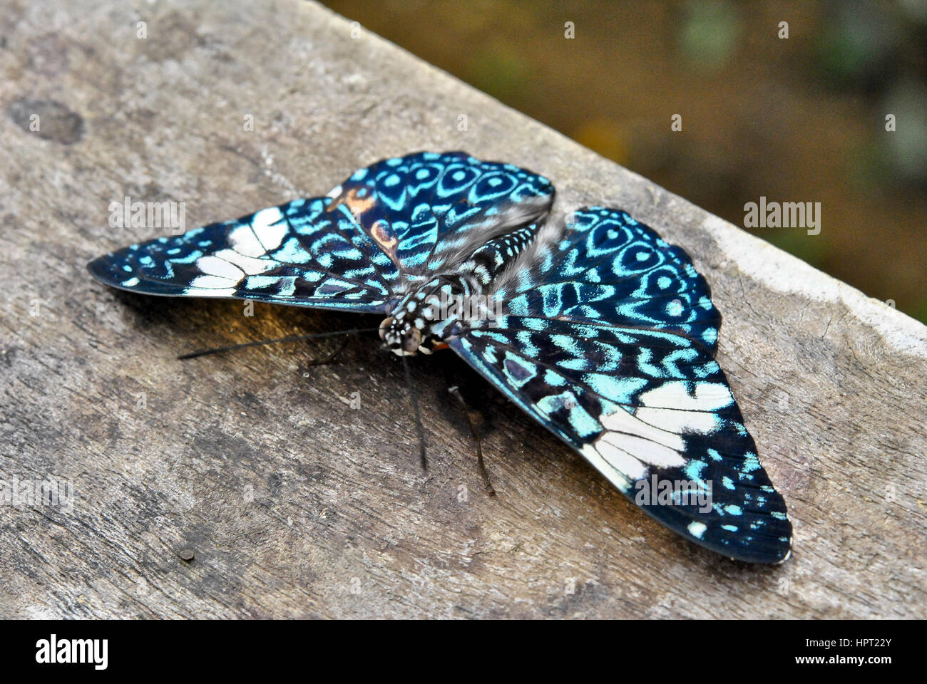 Cracker butterfly, Hamadryas amphinome.  Butterfly of the province of Napo.  Ecuador Stock Photo