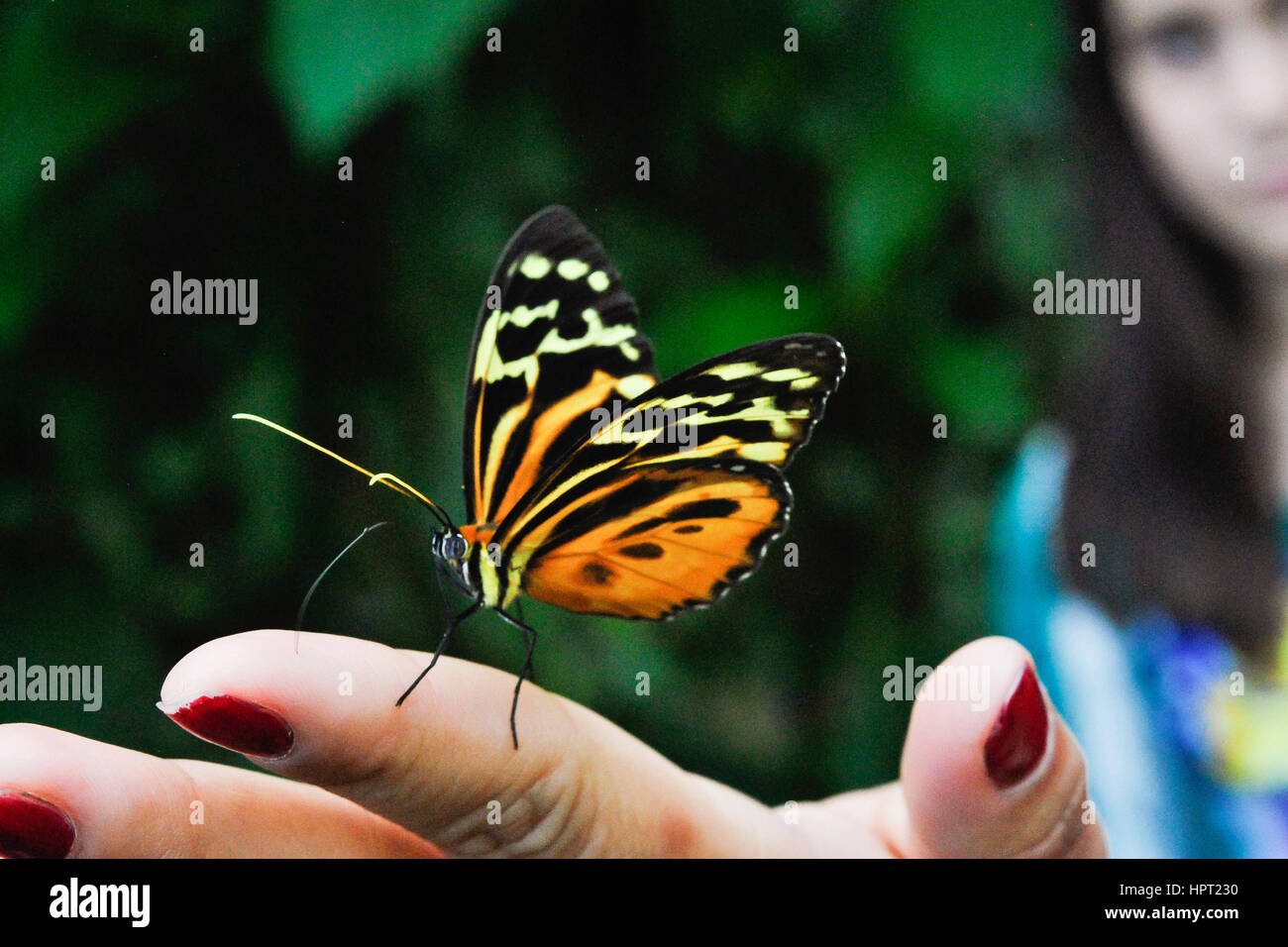 Mechanitis polymnia or the orange-spotted tiger clearwing.  Butterfly of the province of Napo.  Ecuador Stock Photo