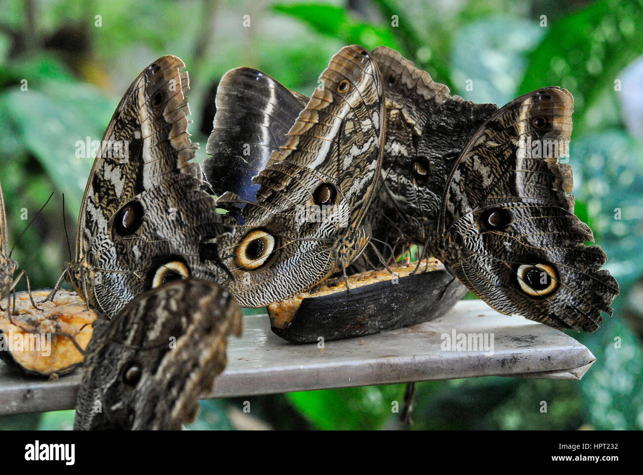 A group of Owl butterflies (Caligo) eating.  Butterfly of the province of Napo.  Ecuador Stock Photo
