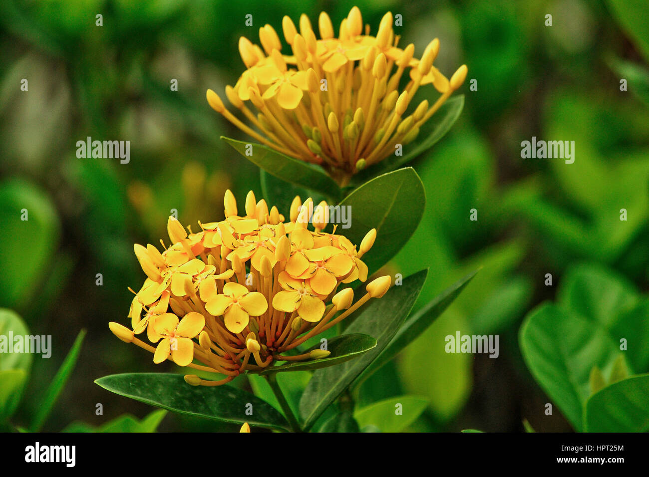 Jungle geranium (Ixora coccinea).  Guayaquil.  Ecuador Stock Photo