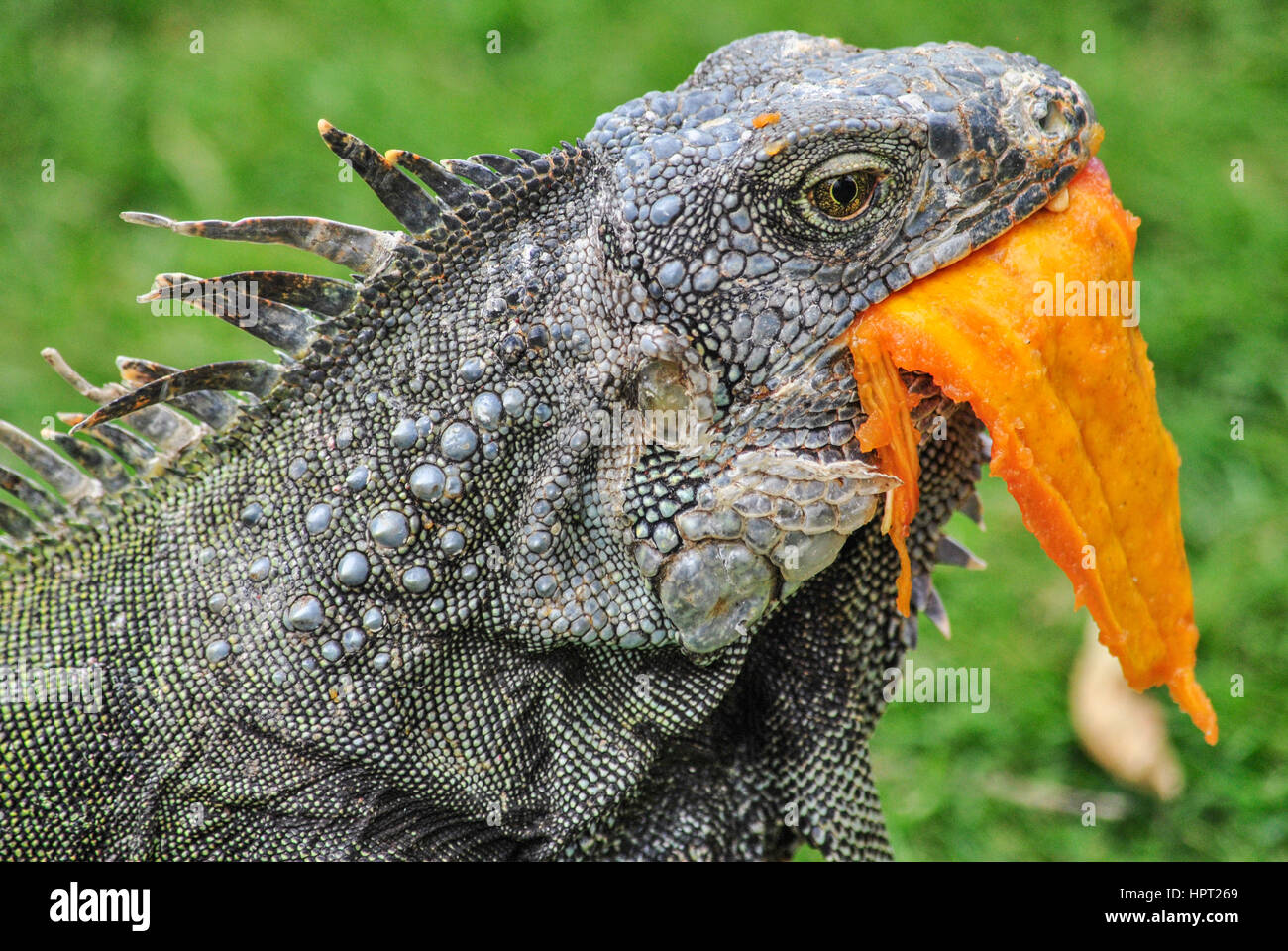 Green Iguana Diet