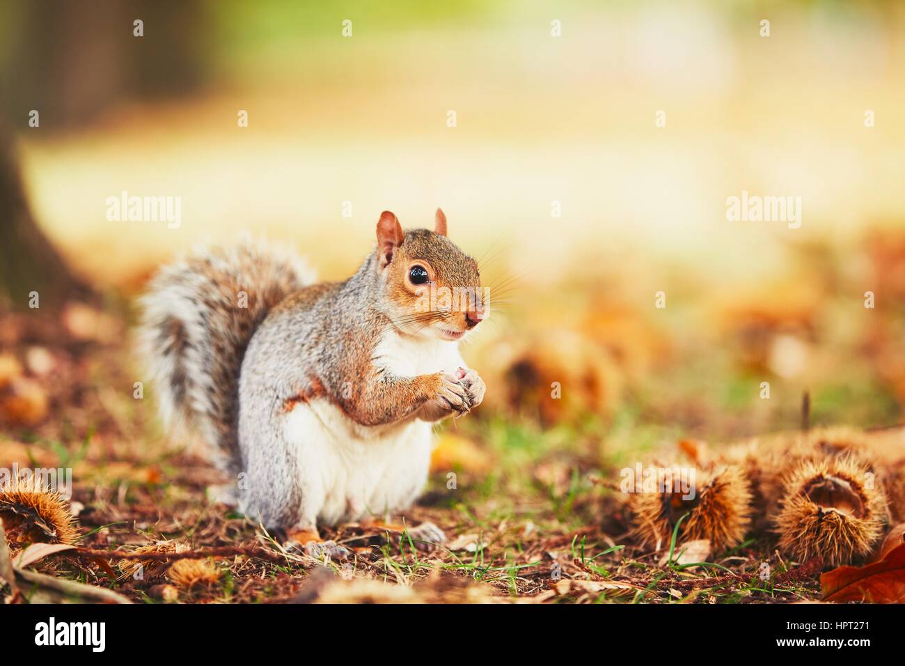 Cute and hungry squirrel eating a chestnut in autumn scene. Hyde park