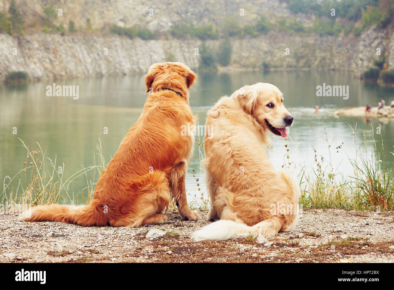 Golden retriever lake hi-res stock photography and images - Alamy