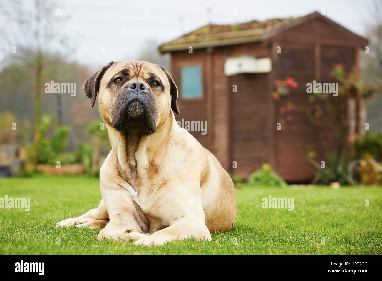 Cane corso dog house sales
