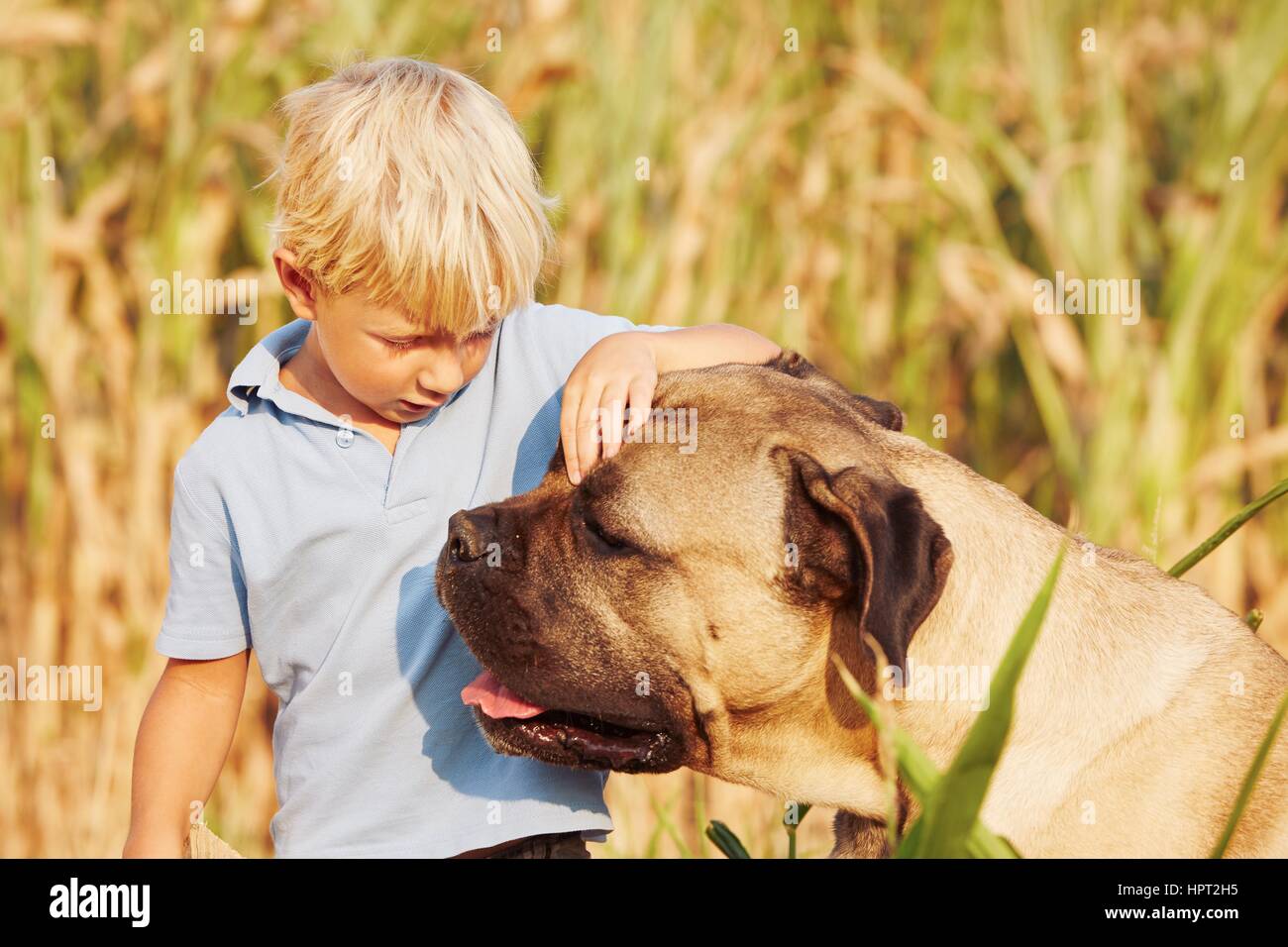 Little boy is playing with his large dog. Stock Photo