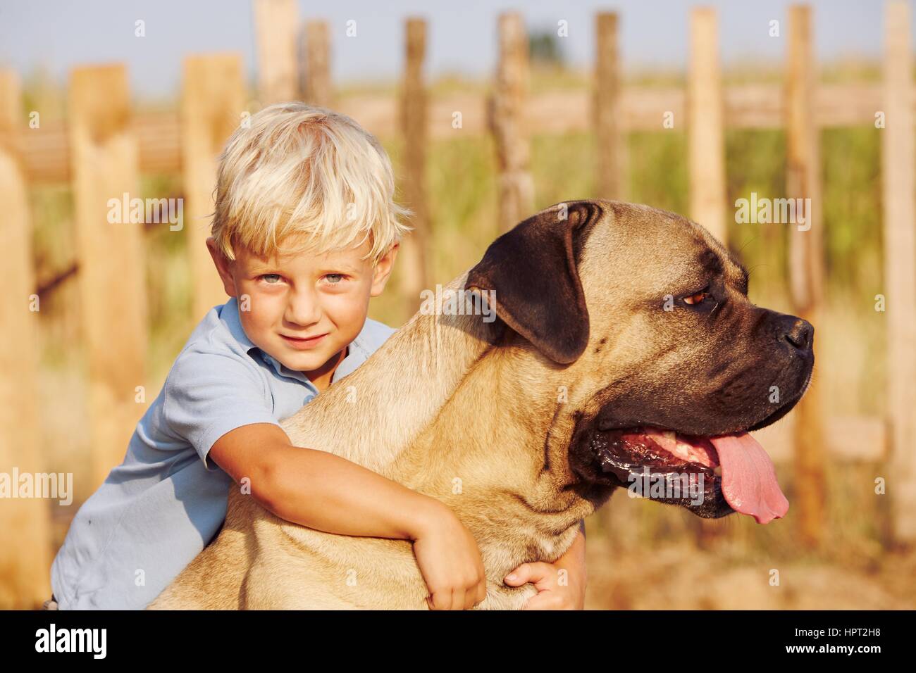 Little boy is playing with his large dog. Stock Photo