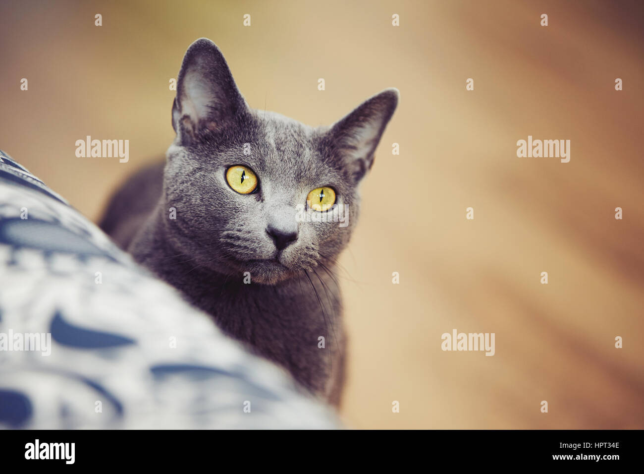 Curious russian blue cat at the home Stock Photo