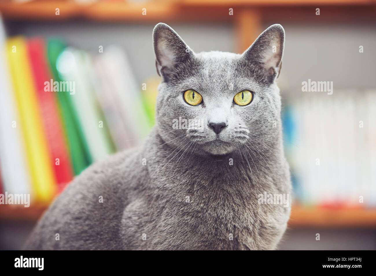 Curious russian blue cat at the home Stock Photo