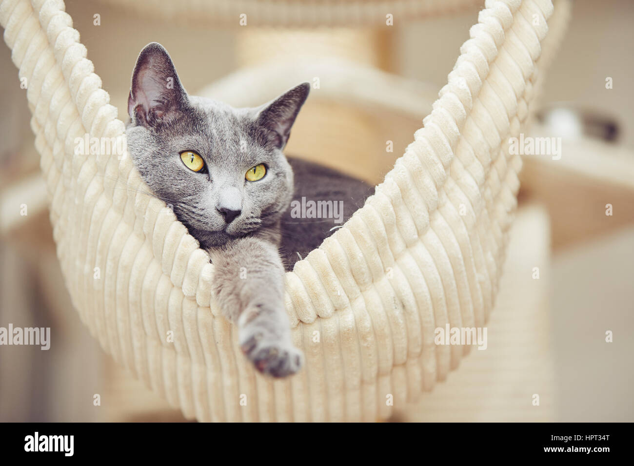 Portrait of the russian blue cat at the home Stock Photo