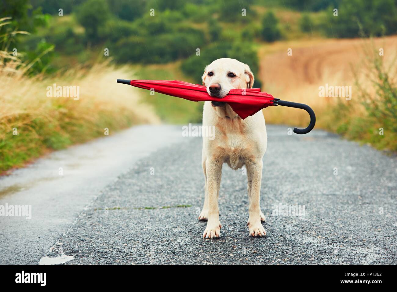 Obedient dog in rainy day. Adorable labrador retriever is holding red umbrella in mouth and waiting for his owner in rain. Stock Photo